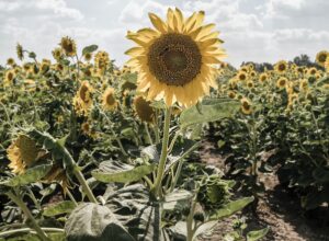 sunflower field