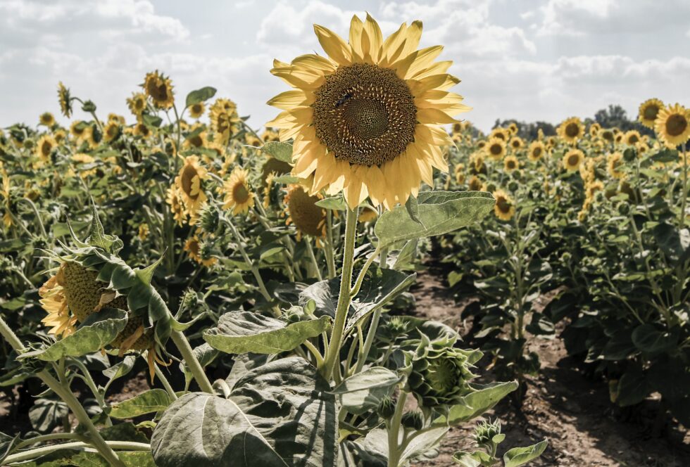 sunflower field